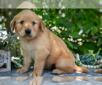 Small Photo #26 Golden Retriever Puppy For Sale in WOLCOTTVILLE, IN, USA