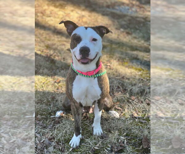 Medium Photo #6 Mutt Puppy For Sale in Spring Lake, NJ, USA