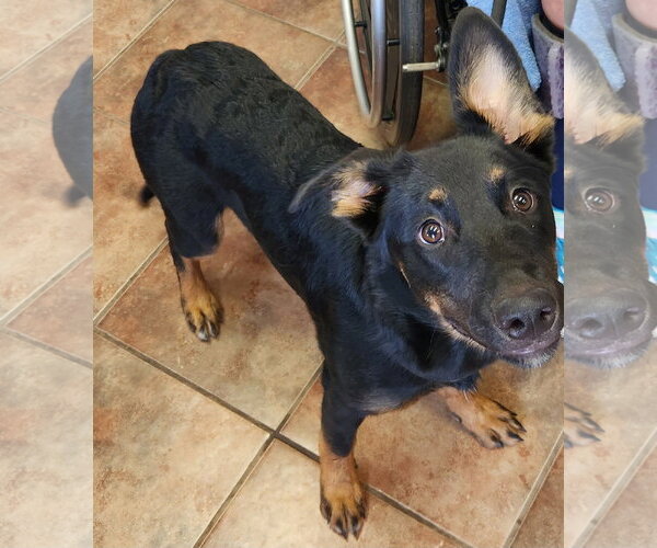 Medium Photo #1 German Shepherd Dog-Unknown Mix Puppy For Sale in Amarillo, TX, USA
