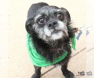 Gingersnap - Female Mutt Dog for Adoption - Photo #2