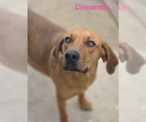 Medium Photo #3 Coonhound-Unknown Mix Puppy For Sale in Canton, CT, USA