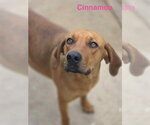 Small #2 Coonhound Mix