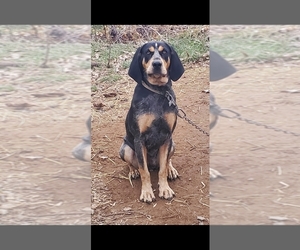 Bluetick Coonhound Puppy for sale in BLACK CREEK, WI, USA