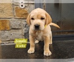 Small Photo #11 Labrador Retriever Puppy For Sale in EDGEWOOD, TX, USA