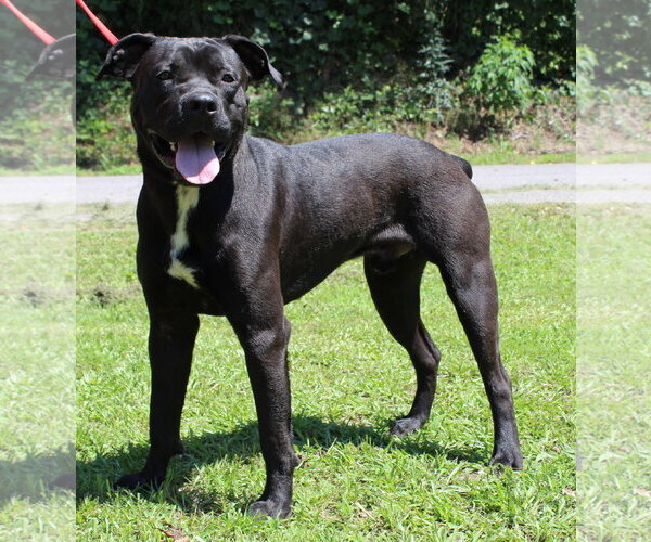 Medium Photo #3 Mutt Puppy For Sale in Prattville, AL, USA