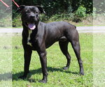 Small #2 Mutt