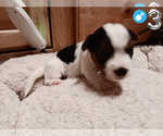 Small Photo #9 Biewer Yorkie Puppy For Sale in GRANBURY, TX, USA