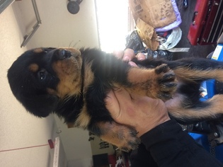 Rottweiler Puppy for sale in FORT WORTH, TX, USA