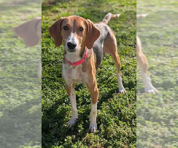 Medium Photo #4 Treeing Walker Coonhound-Unknown Mix Puppy For Sale in Kennesaw, GA, USA