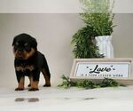 Small Photo #3 Rottweiler Puppy For Sale in NAPPANEE, IN, USA