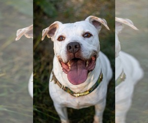 American Bulldog-Unknown Mix Dogs for adoption in Calhoun, GA, USA