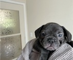 Small Photo #18 French Bulldog Puppy For Sale in TACOMA, WA, USA