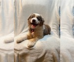 Small #13 Australian Shepherd