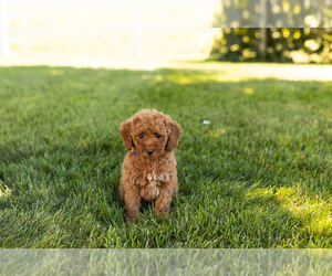 Poodle (Miniature) Puppy for sale in SHIPSHEWANA, IN, USA