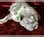 Small Photo #12 French Bulldog Puppy For Sale in BUCKS BAR, CA, USA