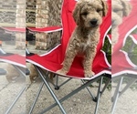 Small Photo #3 Goldendoodle Puppy For Sale in RICHMOND, IN, USA