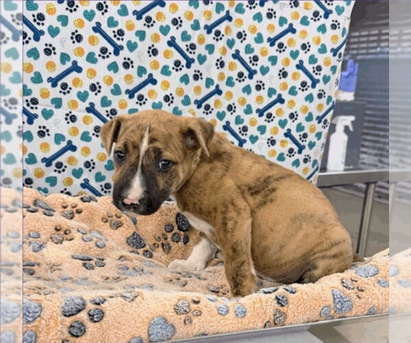 Medium Photo #2 Boxador Puppy For Sale in Lakewood, CO, USA