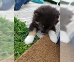 Small Photo #39 Australian Shepherd Puppy For Sale in LEWISBURG, TN, USA