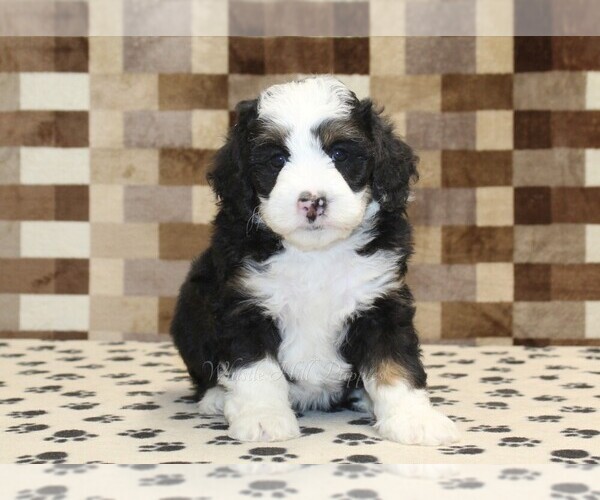 Medium Photo #3 Bernedoodle (Miniature) Puppy For Sale in DENVER, PA, USA