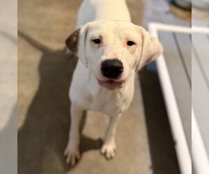 Mutt Dogs for adoption in Yardley, PA, USA