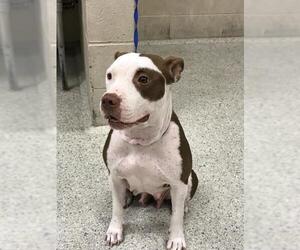 American Pit Bull Terrier-Unknown Mix Dogs for adoption in Conroe, TX, USA