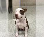 Small American Pit Bull Terrier Mix