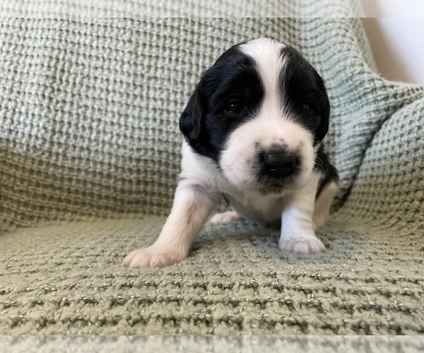 Medium Photo #4 Saint Berdoodle Puppy For Sale in ELK RIVER, MN, USA