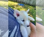 Small Photo #10 Border Collie-Siberian Husky Mix Puppy For Sale in GOOSE CREEK, SC, USA