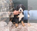 Puppy Puppy 2 Bernese Mountain Dog