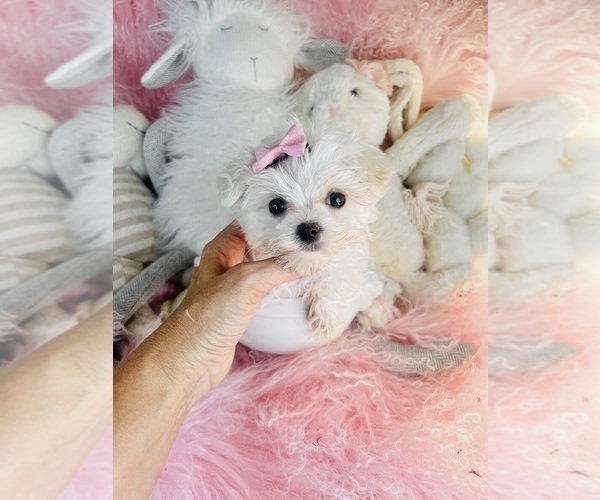 Medium Photo #3 Maltese Puppy For Sale in FORT LAUDERDALE, FL, USA