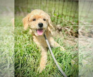 Cockapoo Dogs for adoption in Pacolet, SC, USA