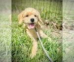 Small Cockapoo
