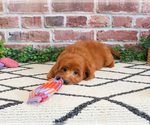 Small #2 Cavapoo (Miniature)