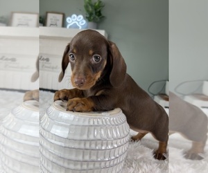 Dachshund Puppy for sale in INDIANAPOLIS, IN, USA