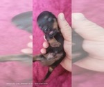 Small Photo #352 Yorkshire Terrier Puppy For Sale in AKRON, OH, USA