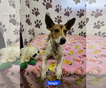 Small #2 Rat Terrier Mix