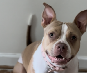 Mother of the American Bully puppies born on 10/16/2025