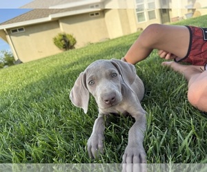 Weimaraner Puppy for Sale in WILLOWS, California USA