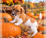 Reed - Male Jack Russell Terrier Puppy for Sale - Small photo