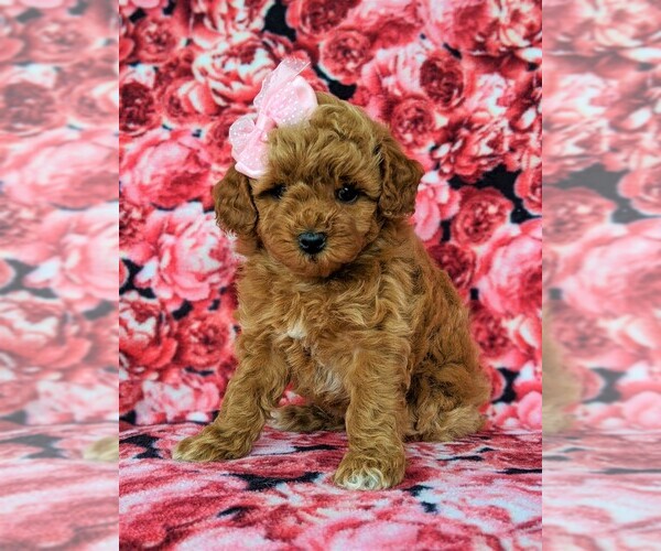 Medium Photo #3 Poodle (Toy) Puppy For Sale in LINCOLN UNIV, PA, USA