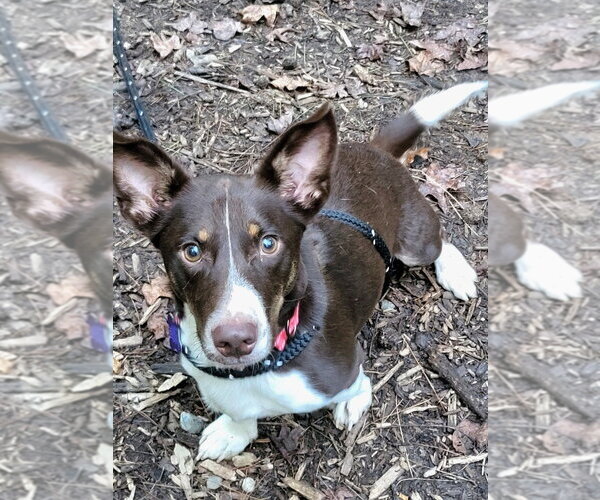 Medium Photo #1 Mutt Puppy For Sale in Ellijay, GA, USA