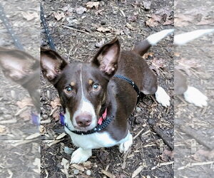 Mutt Dogs for adoption in Ellijay, GA, USA