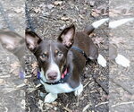 Small Mutt