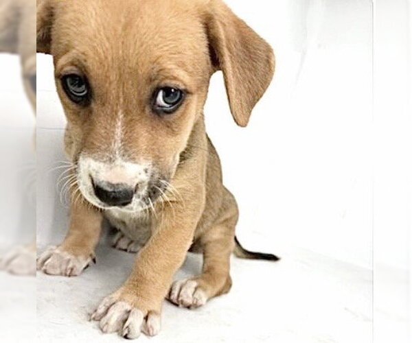 Medium Photo #1 Bagle Hound Puppy For Sale in Houston, TX, USA