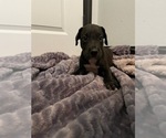 Puppy Puppy 6 Great Dane