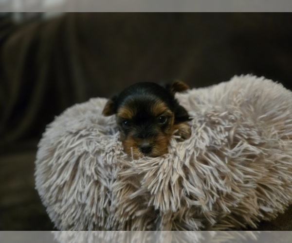 Medium Photo #2 Yorkshire Terrier Puppy For Sale in CARLYLE, IL, USA