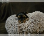 Small #1 Yorkshire Terrier