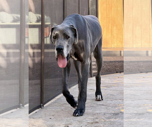 Medium Photo #4 Great Dane Puppy For Sale in Goodyear, AZ, USA