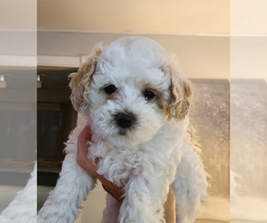 Maltipoo Puppy for sale in LAFAYETTE, IN, USA