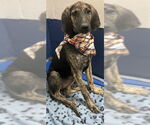 Small #2 Mutt